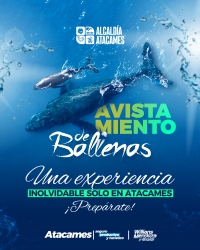 Avistamiento de las ballenas jorobadas.
